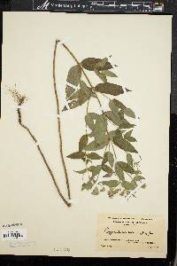 Pycnanthemum muticum image