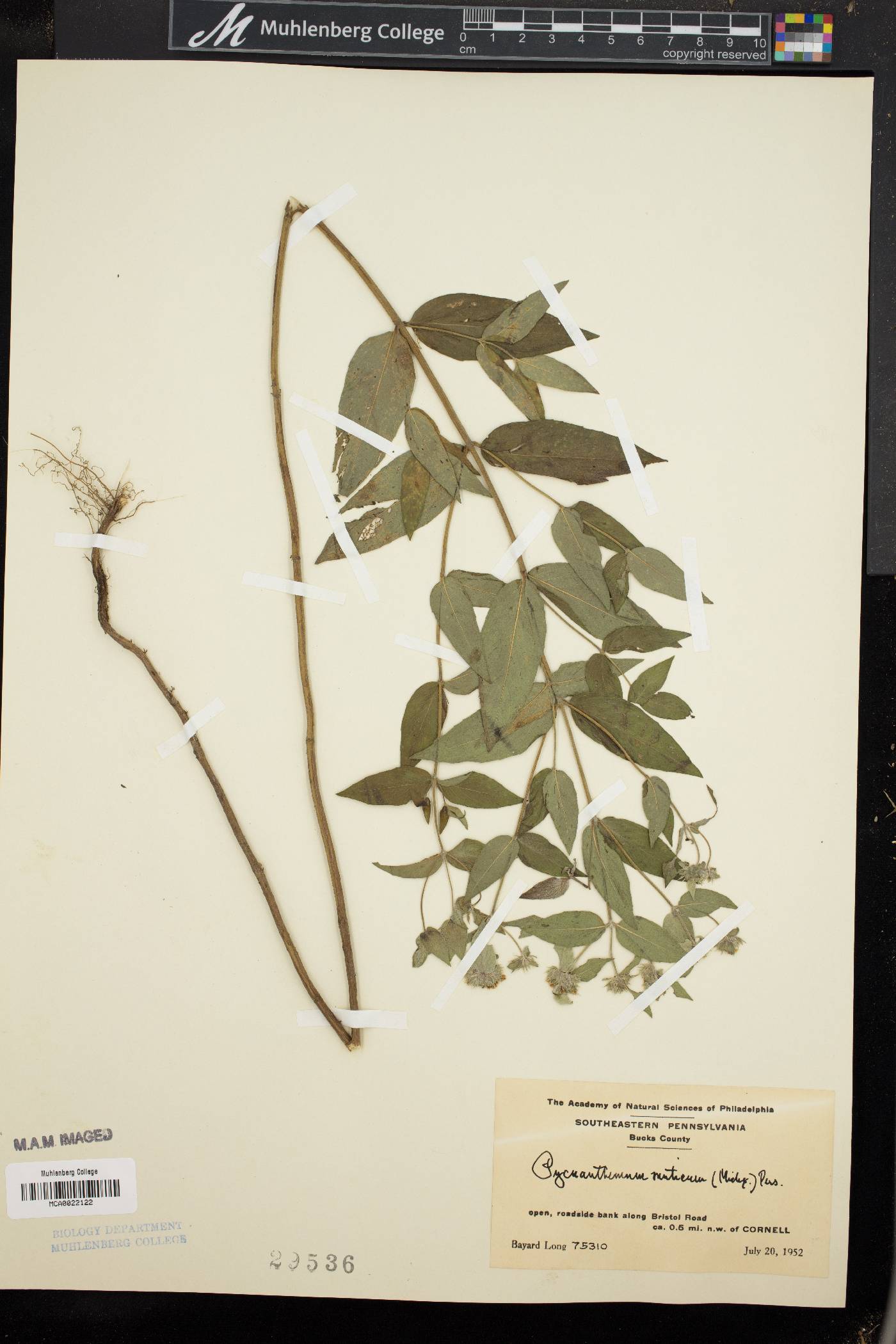 Pycnanthemum muticum image