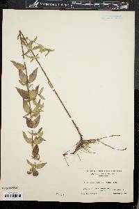 Pycnanthemum muticum image