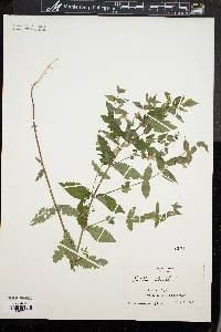 Scutellaria galericulata image