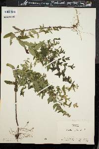 Scutellaria galericulata image