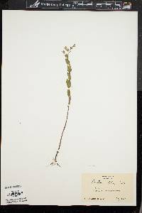 Scutellaria galericulata image