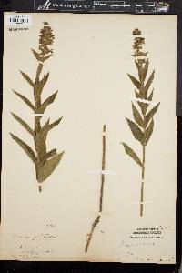 Stachys palustris image