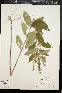 Teucrium canadense var. canadense image