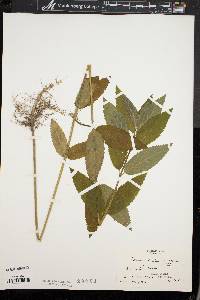 Teucrium canadense var. canadense image