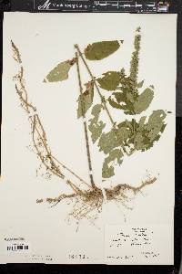 Teucrium canadense var. canadense image