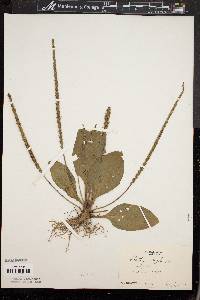 Plantago rugelii image