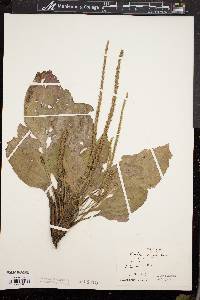 Plantago rugelii image