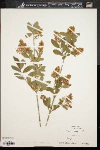 Ligustrum vulgare image