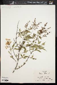 Syringa persica image