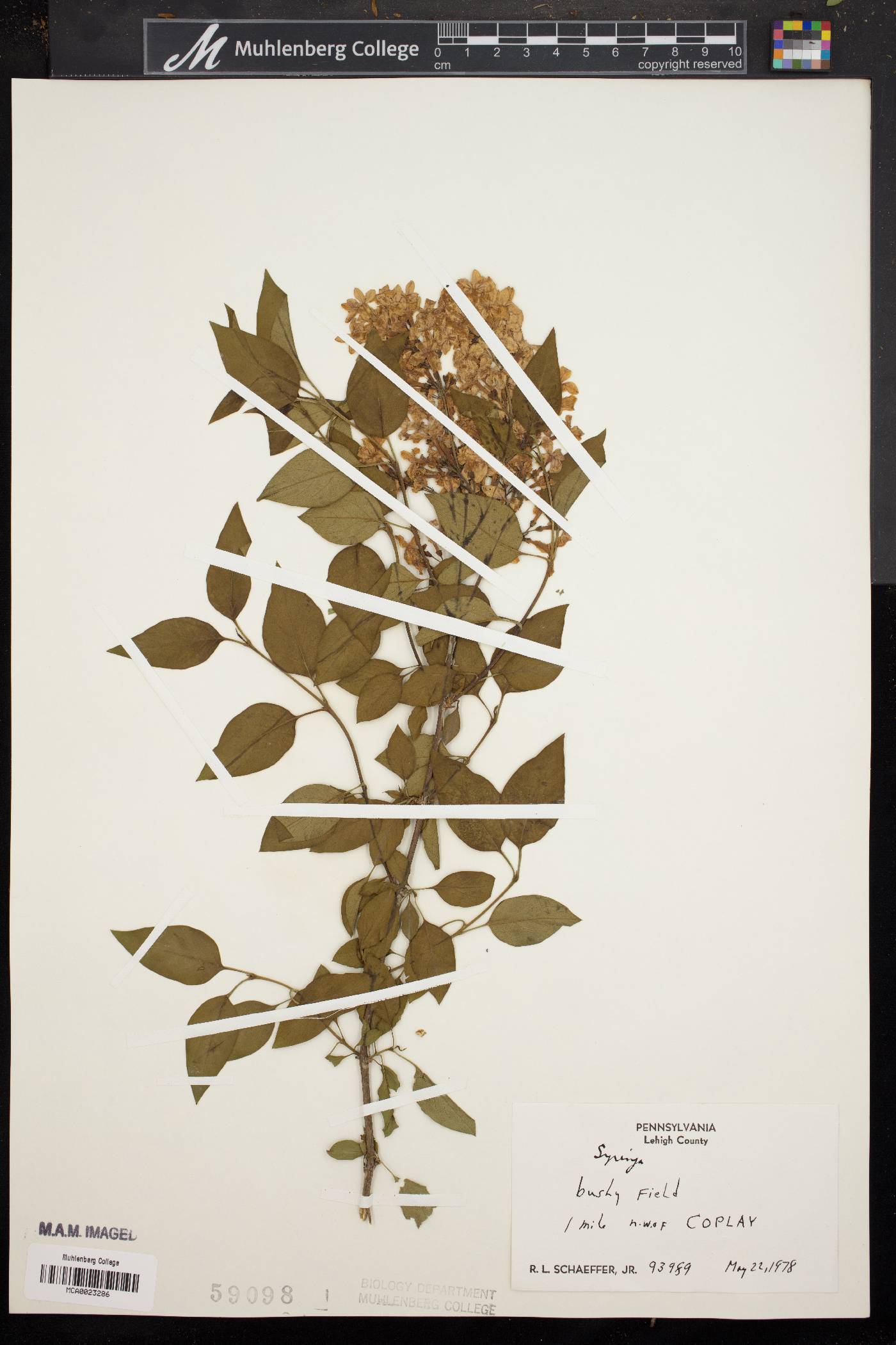 Syringa persica image