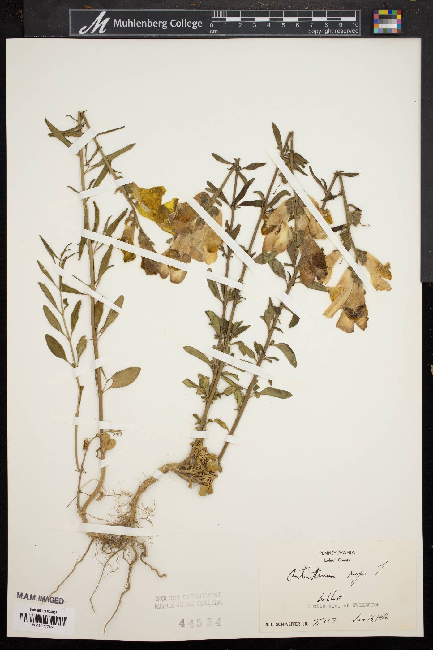 Antirrhinum majus image