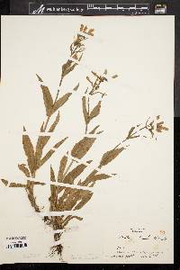 Penstemon hirsutus image