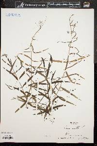 Veronica scutellata image