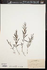 Veronica scutellata image