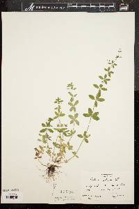 Galium pilosum image