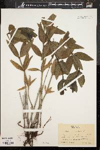 Galium rubioides image