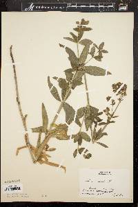 Galium rubioides image