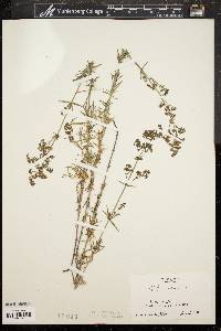 Galium verum image