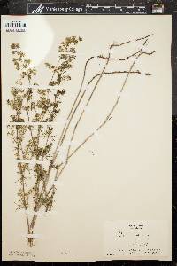 Galium verum image