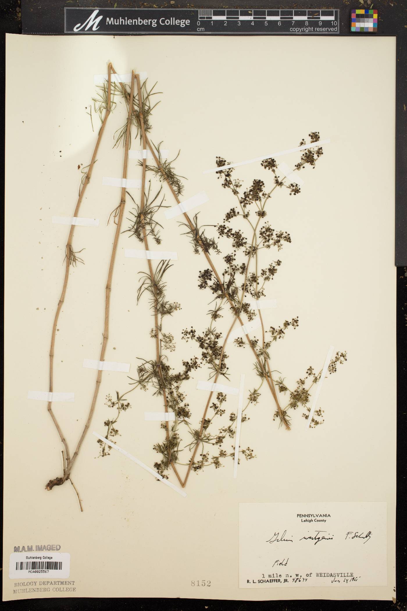Galium wirtgenii image