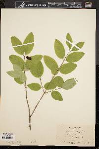 Lonicera canadensis image