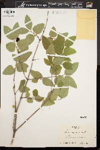 Lonicera canadensis image