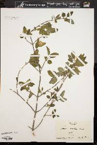 Lonicera canadensis image