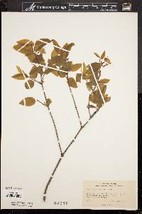 Lonicera canadensis image