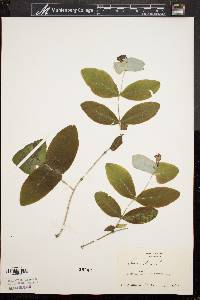 Lonicera dioica image