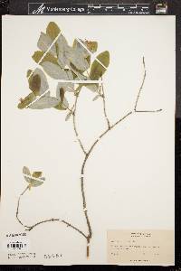 Lonicera dioica image