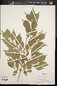 Lonicera maackii image