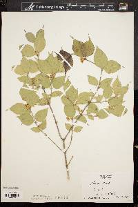 Lonicera maackii image