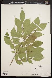 Lonicera maackii image