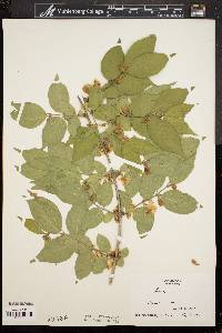 Lonicera maackii image