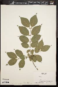 Lonicera maackii image