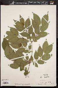 Lonicera maackii image