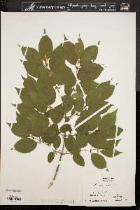 Lonicera maackii image