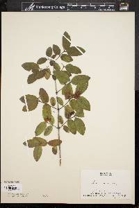 Lonicera morrowii image