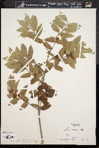 Lonicera morrowii image