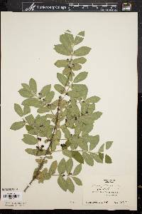 Lonicera morrowii image