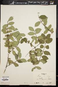 Lonicera morrowii image