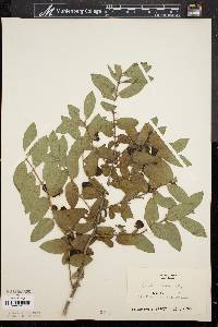 Lonicera morrowii image