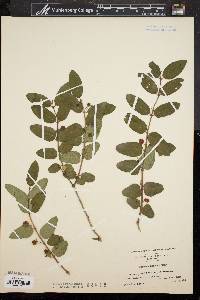 Lonicera morrowii image