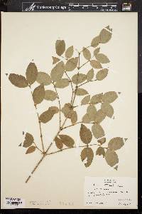 Lonicera standishii image