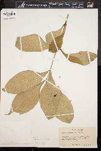 Triosteum perfoliatum var. aurantiacum image