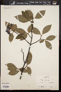 Viburnum cassinoides image