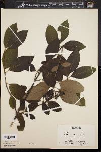 Viburnum cassinoides image