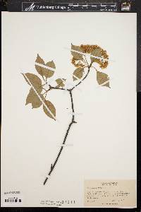 Viburnum lentago image