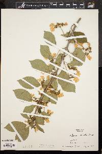 Viburnum plicatum image